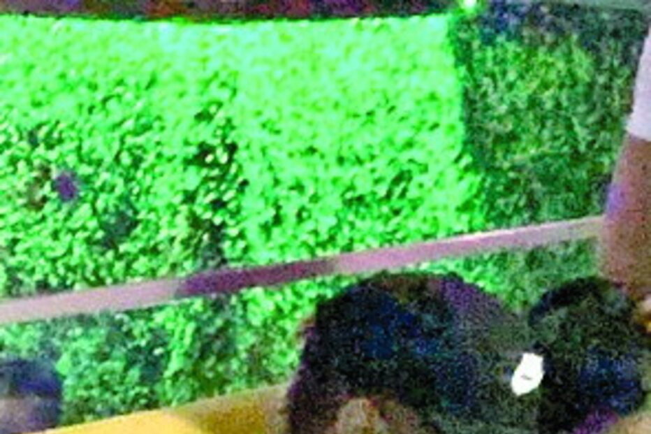 Neymar divertido com amigos em discoteca de Lisboa