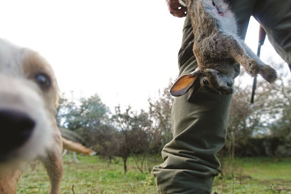 Doença está presente entre 10 e 20% dos coelhos bravos nos distritos de Lisboa, Setúbal, Santarém e Évora  