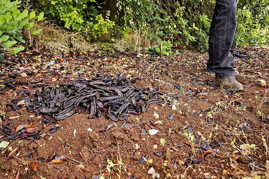 Preço da alfarroba tem duplicado nos últimos dois anos, tendo subido de 5 para 10 euros por cada 15 quilos  