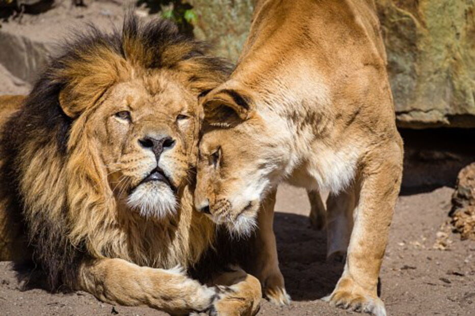 Casal de leões