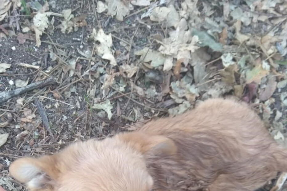 Cão é abandonado em saco fechado em Amares 