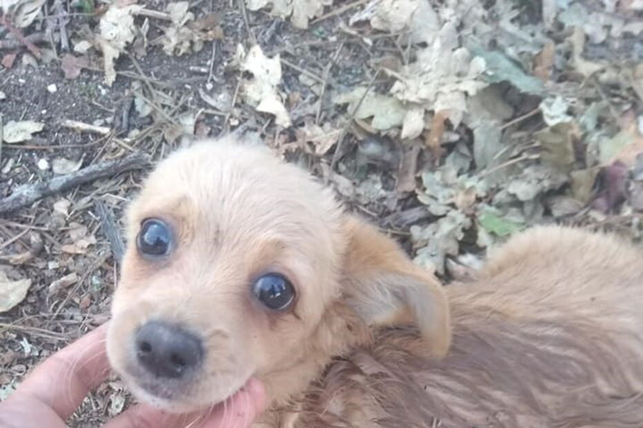 Cão é abandonado em saco fechado em Amares 