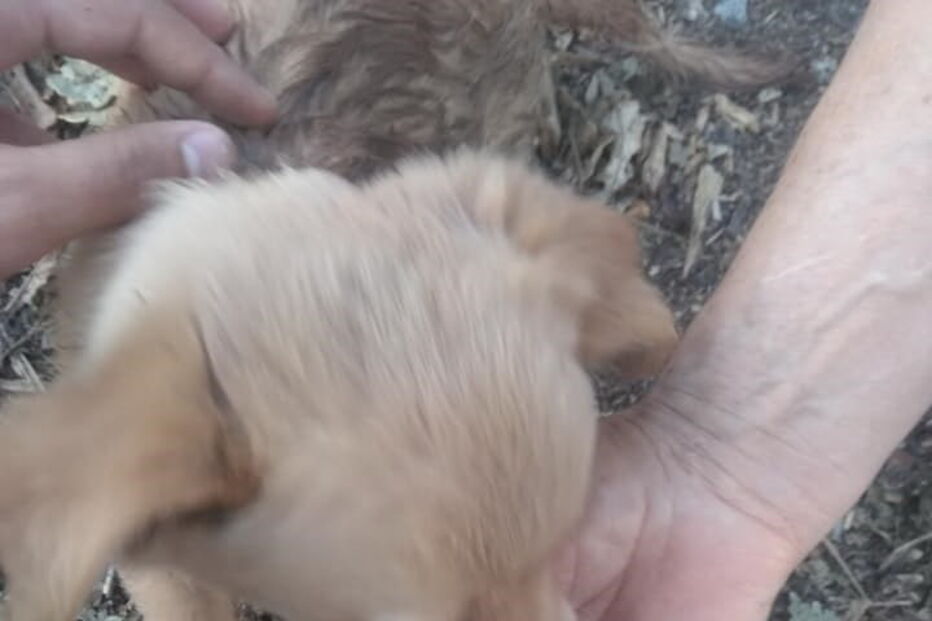 Cão é abandonado em saco fechado em Amares 