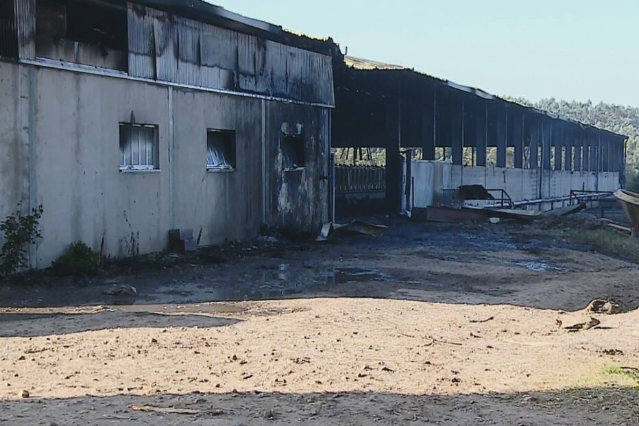 Incêndio em vacaria mata 500 vacas na Póvoa de Varzim