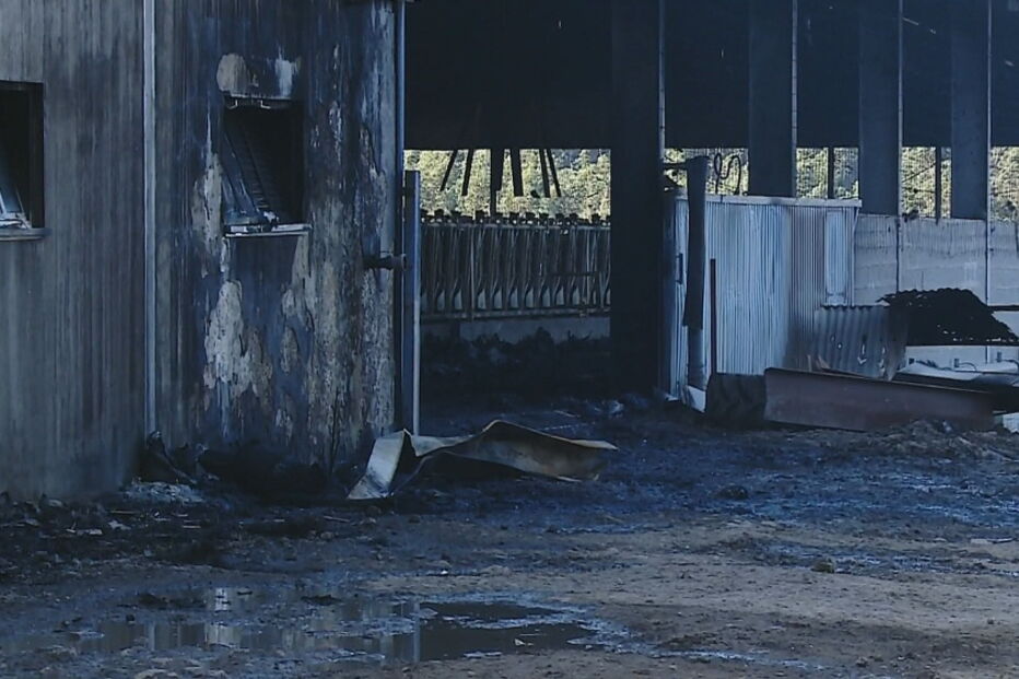 Incêndio em vacaria mata 500 vacas na Póvoa de Varzim