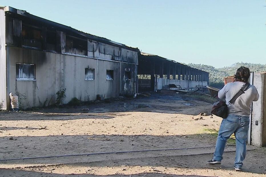 Incêndio em vacaria mata 500 vacas na Póvoa de Varzim