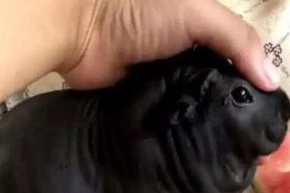 Chinês compra cão e descobre que… é um rato