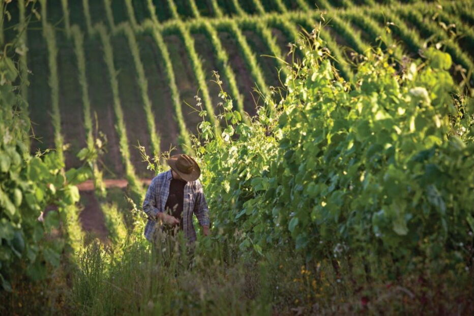 Rota dos vinhos verdes 