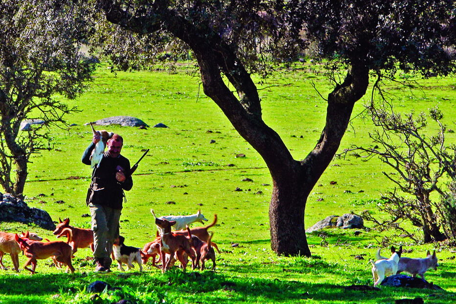 Surto de mixamatose ameaça caça em Espanha e Portugal