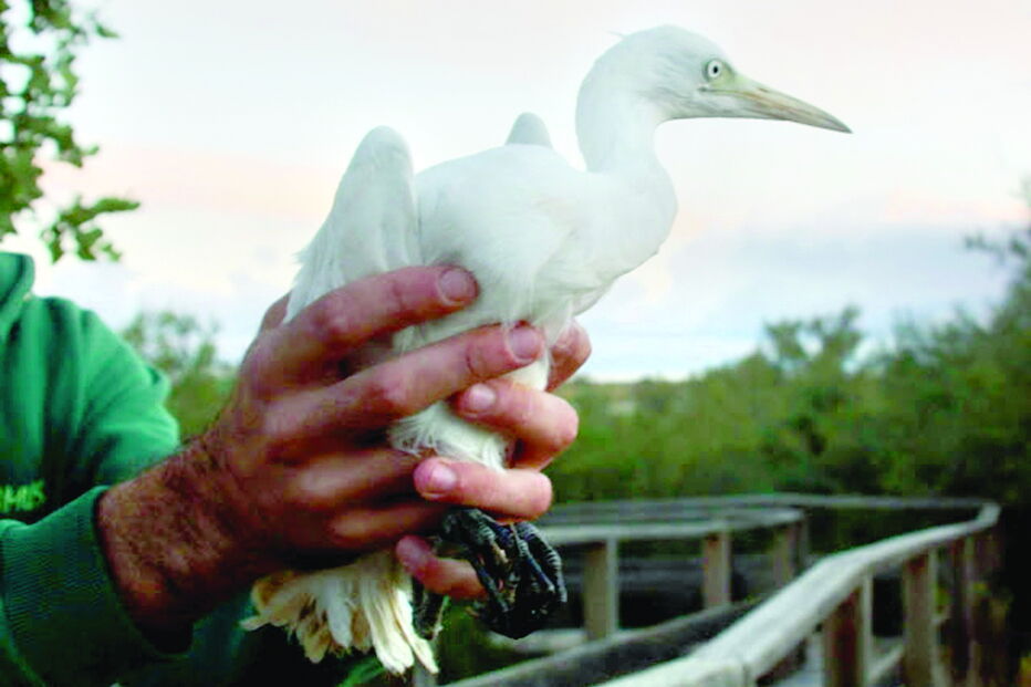 63 aves migratórias salvas em Olhão