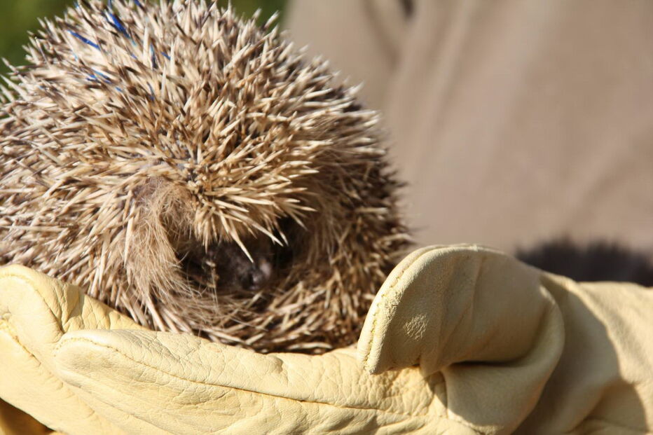 Ouriço-cacheiro salvo em Olhão