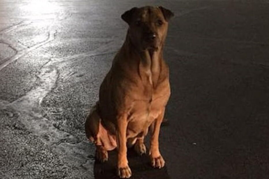 Cadela sai de casa a meio da noite para ir ao McDonalds pedir comida
