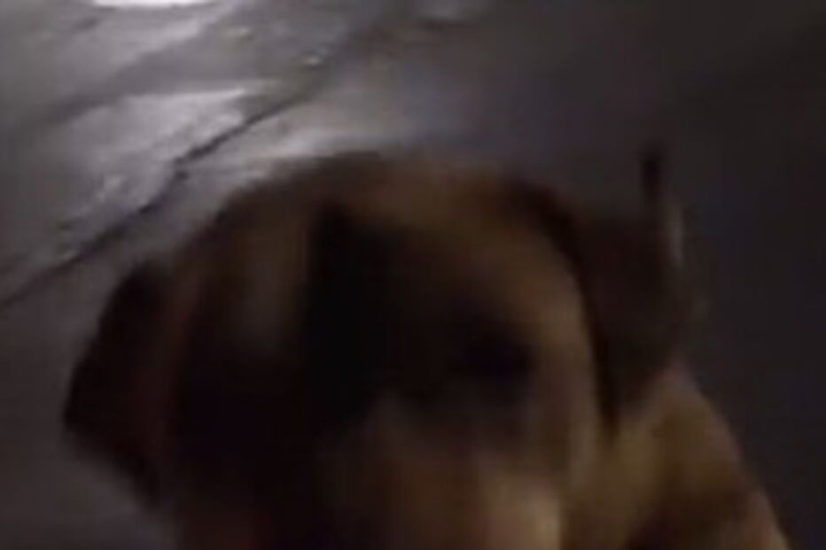 Cadela sai de casa a meio da noite para ir ao McDonalds pedir comida