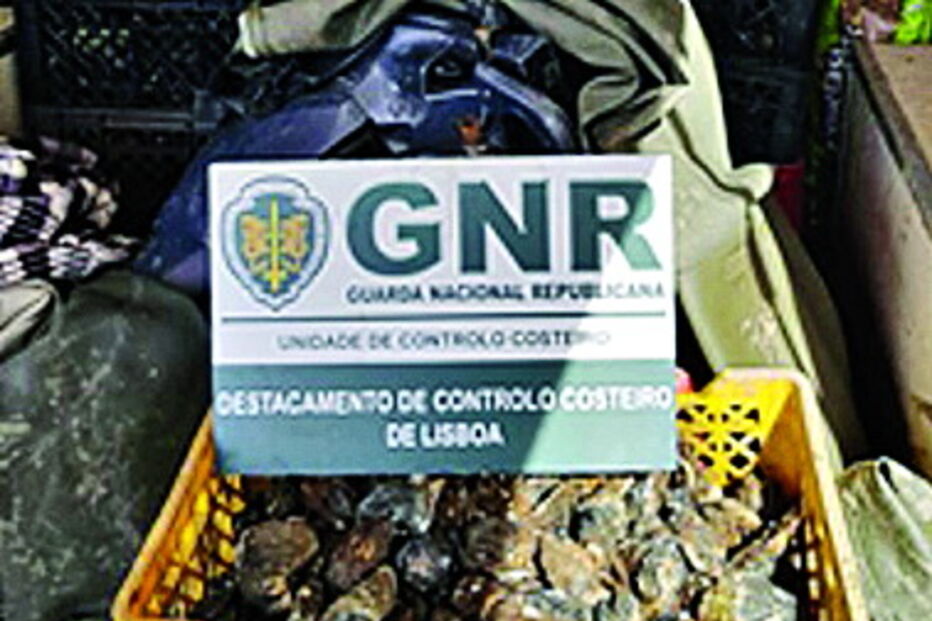GNR apreende bivalves ilegais em Lisboa e Alcácer do Sal