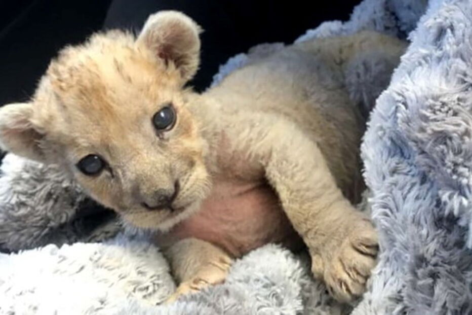Cria de leão encontrada em garagem em França