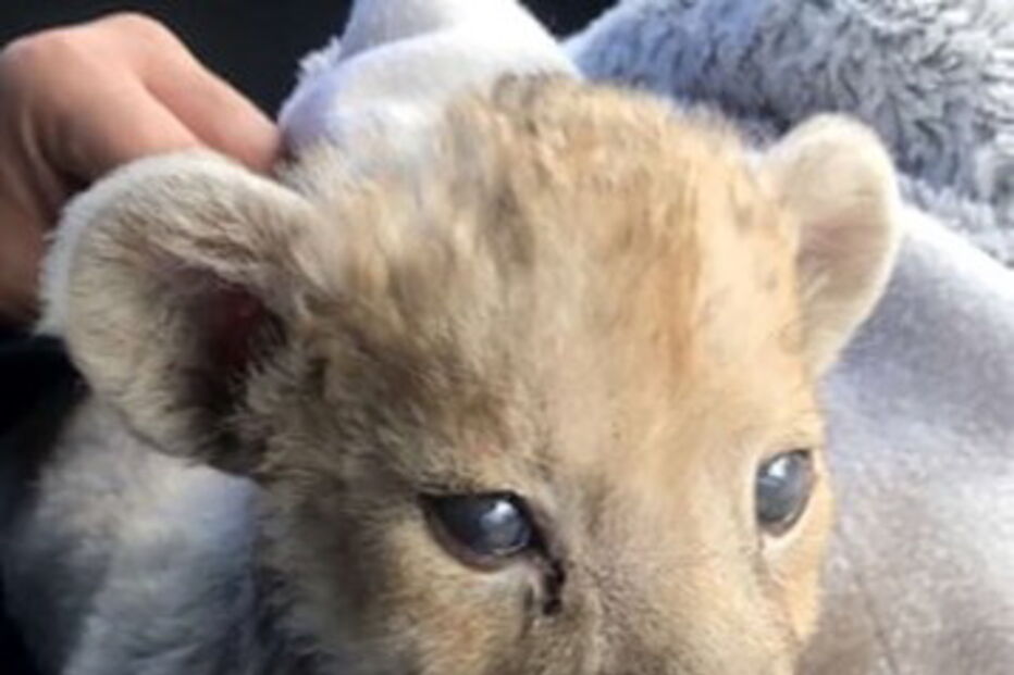 Cria de leão encontrada em garagem em França
