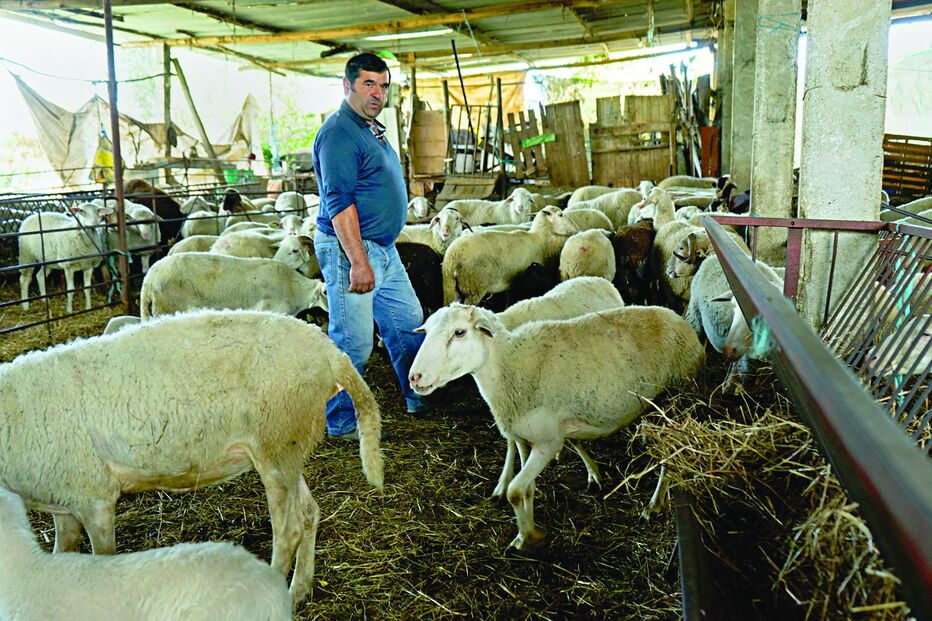 Miguel Cardoso perdeu cinco ovelhas que diz terem sido mortas pelos cães abandonados