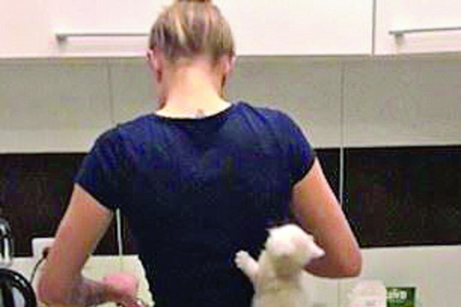 ‘Gatinho-aranha’ surpreende a dona