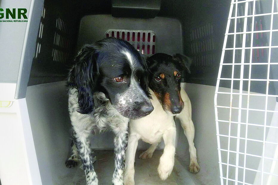 GNR salva dois cães roubados  