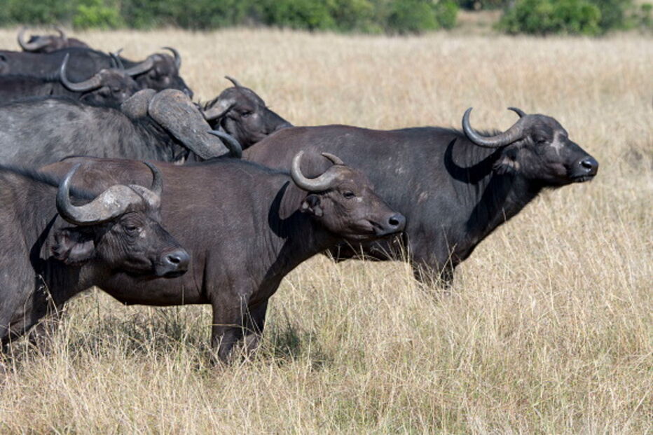 Vida selvagem sofreu declínio de 60% em pouco mais de 40 anos por culpa do homem