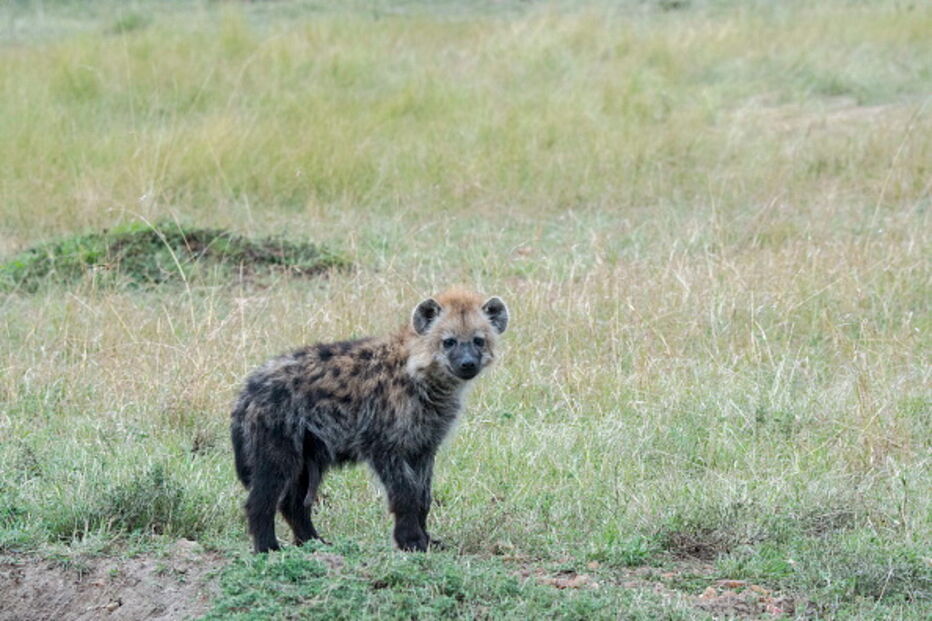 Vida selvagem sofreu declínio de 60% em pouco mais de 40 anos por culpa do homem