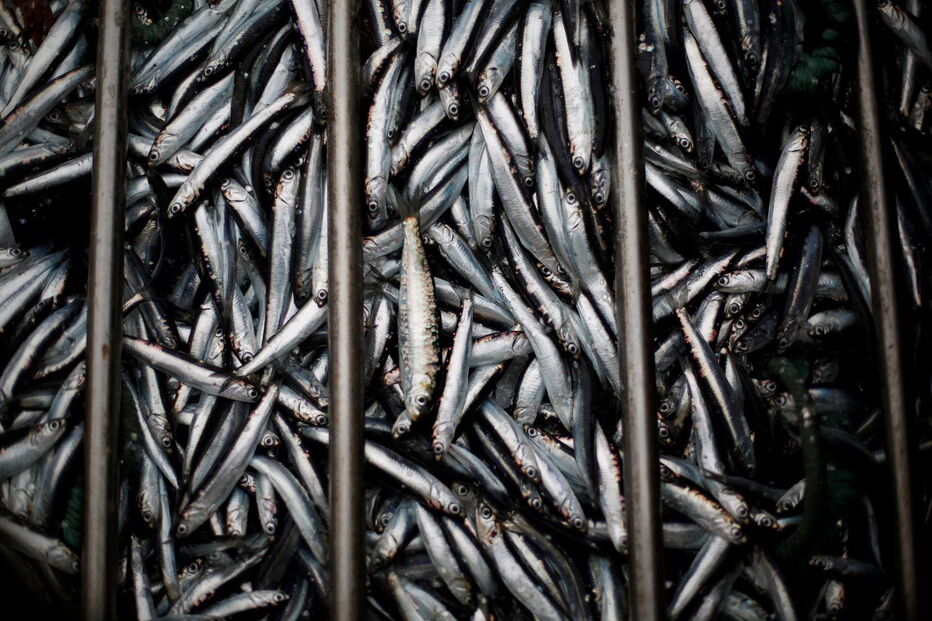 Reuters faz reportagem sobre a pesca da sardinha em Portugal