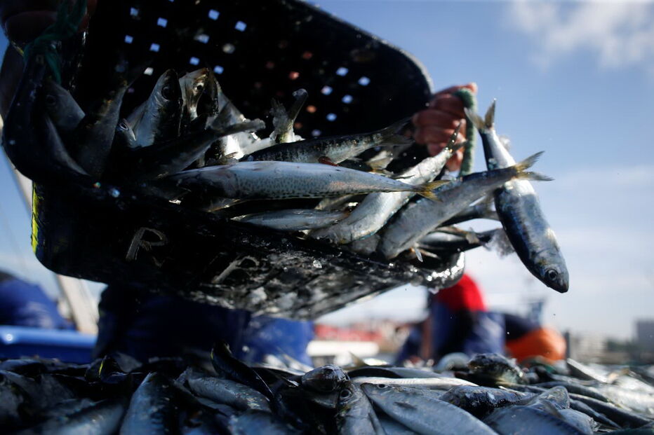 Reuters faz reportagem sobre a pesca da sardinha em Portugal