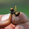 Viana do Castelo destruiu mais de 2500 ninhos de vespa asiática desde 2012