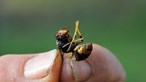 Viana do Castelo destruiu mais de 2500 ninhos de vespa asiática desde 2012