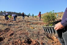 Dezenas de voluntários participaram na operação, no ano passado, na Herdade de São Bom Homem, em Silves   