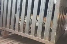 Tigre fêmea Avni foi abatida por suspeitas de ter morto 13 pessoas