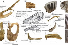 Nova espécie de dinossauro descoberta na Argentina