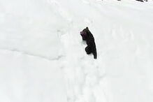 Urso bebé tenta escalar montanha para encontrar a mãe