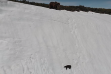 Urso bebé tenta escalar montanha para encontrar a mãe