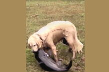 Cadela Rani é perita em apanhar peixe