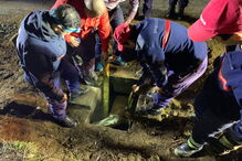 Cavalo resgatado de aqueduto em Arcos de Valdevez