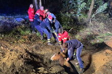 Cavalo resgatado de aqueduto em Arcos de Valdevez