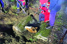 Cavalo caiu no buraco de 80 por 60 centímetros