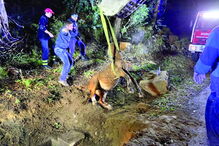 Animal foi retirado com ajuda de uma retroescavadora 