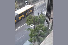 Árvore caída na Rua da Venezuela, em Lisboa