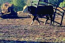 2018-11-12_00_29_04 Imagem 29d.jpg