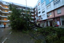 Árvore de grande porte caiu na Torre da Marinha, no Seixal 