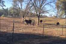 touro, cerco, georgia, eua