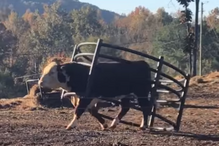 touro, cerco, georgia, eua