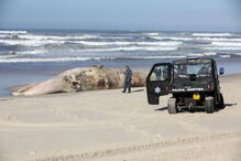 Baleia com 20 metros dá à costa a norte da praia de Mira