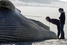 Baleia com 20 metros dá à costa a norte da praia de Mira	