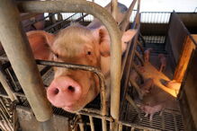 Porco em suinicultura