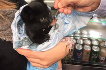 Gatinho foi salvo por uma equipa do INEM