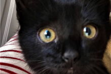 Gatinho foi salvo por uma equipa do INEM