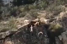 12 cães e um veado caem de ravina durante caçada em Espanha